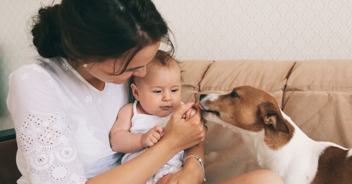 Chicago mom holiday baby and letting dog sniff the new family member